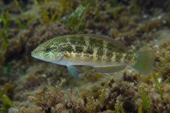 Crenilabrus melops Mélops Crenilabre