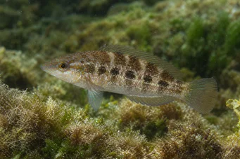 Crenilabrus quinquemaculatus Five -band