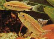 Crenuchus spilurus Crenuchus with a caudal stain, tetra-flier