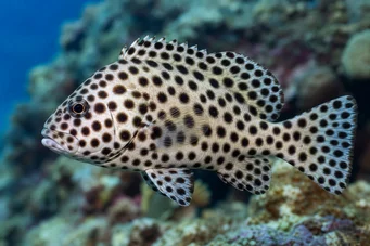 Cromileptes altivelis