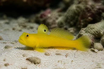 Cryptocentrus cinctus Gobie Sulfur