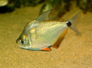 Ctenobrycon spilurus hauxwellianus Characin with high back