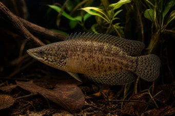 Ctenopoma oxyrhynchus