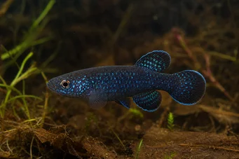 Cynolebias nigripinnis Argentine pearl with black fins