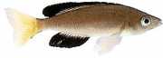 Cyprichromis leptosoma Cyprichromis Leptosoma