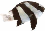 Dascyllus aruanus White -tail