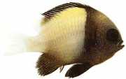Dascyllus carneus Dascyllus Carneus