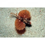 Dendrochirus brachypteru... Dwarf