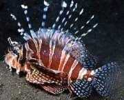 Dendrochirus zebra Dwarf score