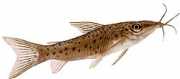 Dianema longibarbis Porthole catfish