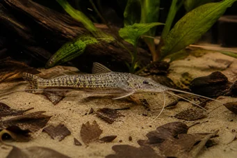 Dianema longibarbis Porthole catfish