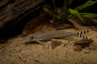 Dianema urostriata Striped