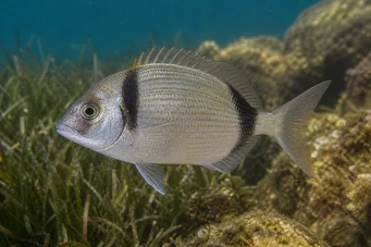 Diplodus vulgaris