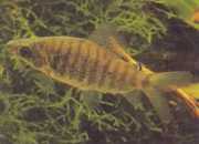 Distichodus fasciolatus Gray striped district