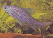 Distichodus notospilus Distichness-shade