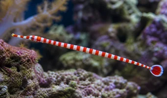 Dunkerocampus dactyliophorus Zebra sea needle