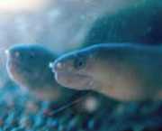 Echidna rhodochilus Freshwater wall