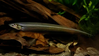 Eigenmannia virescens Glass knives fish