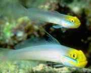 Eleotrides strigatus Silky gobia blue cheeks