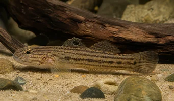 Eleotrides strigatus Silky gobia blue cheeks