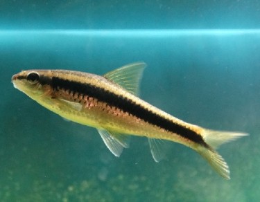 Epalzeorhynchus siamensi... Siamese steering wheel f...