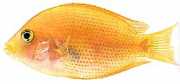 Etroplus maculatus Orange chromid