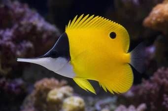 Forcipiger flavissimus Chelmon with long beak