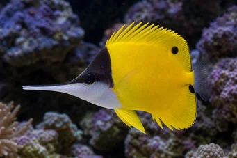 Forcipiger longirostris Chelmon with long beak