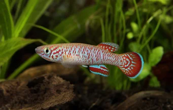 Fundulopanchax gardneri (APHYO DU NIGER)