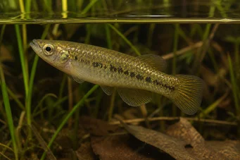 Fundulus chrysotus Killi with golden ears
