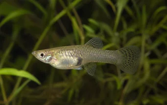 Gambusia affinis Texas Gambusia