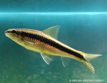 Garra cambodgiesis Pièrres lick