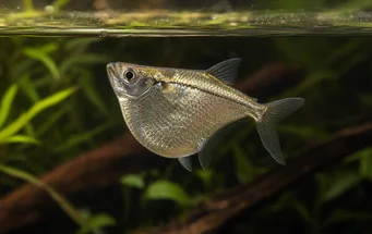 Gasteropelecus sternicla Silver