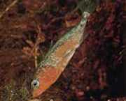 Gasterosteus aculeatus linne Stickleback
