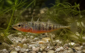 Gasterosteus aculeatus linne Stickleback