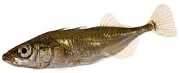 Gasterosteus aculeatus Three -thoroughbred Epinoche