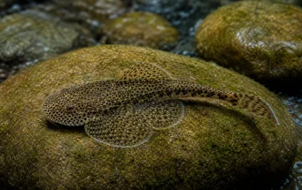 Gastromyzon punctulatus (Punctuated Loche)
