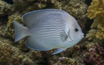 Genicanthus lamarck Lamarck Angel Fish