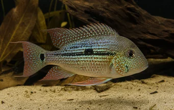 Geophagus daemon