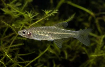Girardinus metallicus Metallic girardinus