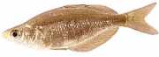 Glossolepis incisus New Guinea rainbow fish