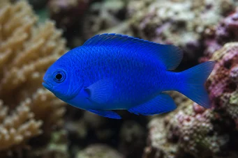 Glyphidodontops cyaneus Blue Devil