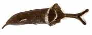 Gnathonemus petersi Elephant fish