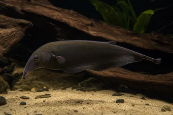 Gnathonemus petersi Elephant fish
