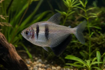 Gymnocorymbus ternetzi Widow