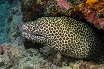 Gymnothorax favagineus Leopard wall