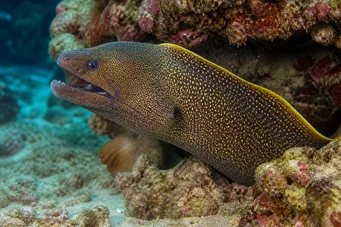 Gymnothorax flavimarginatus Yellow edge wall