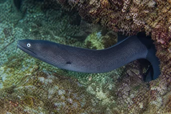 Gymnothorax monochrous Gray wall