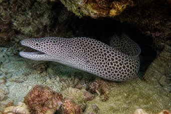 Gymnothorax rueppelliae Yellow headboard
