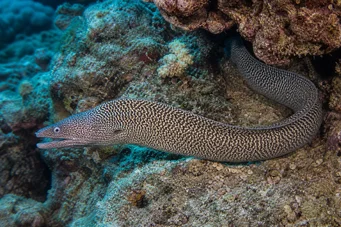 Gymnothorax undulatus Wavy wall